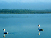 Trumpeter Swans at Mac Johnson Wildlife Conservation